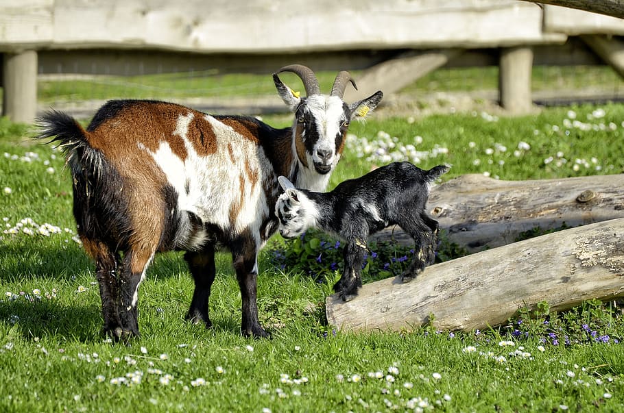 goat and kid on grass pasture, animal, young animal, farm, mammals