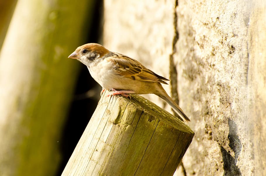 aviator, bird, fly, wings, feather, wildlife, beak, dom, outdoor HD wallpaper