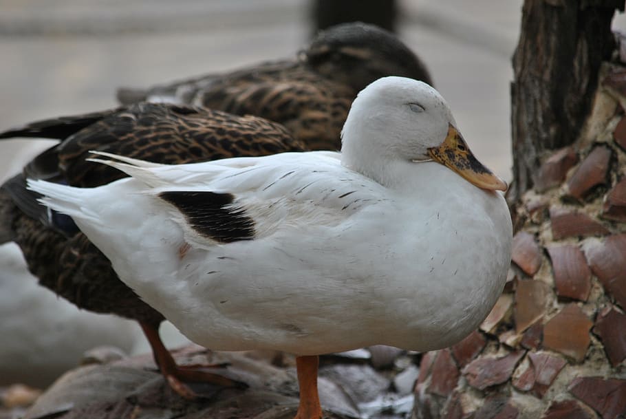 duck, ducks, volatile, macro, bird, animals in the wild, animal wildlife HD wallpaper