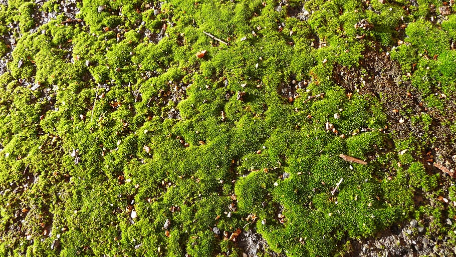 moss, growing, on, path, nature, backgrounds, green Color, plant HD wallpaper
