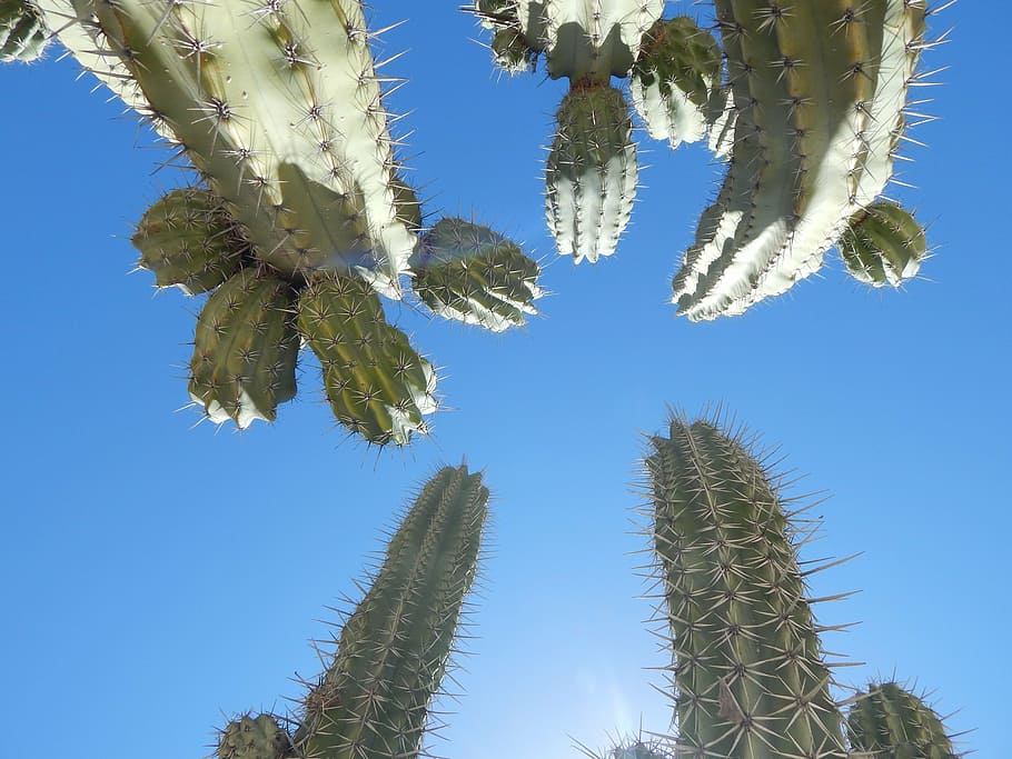 cactus, sky, blue, wild, desert, arid, landscape, thorny, sun HD wallpaper