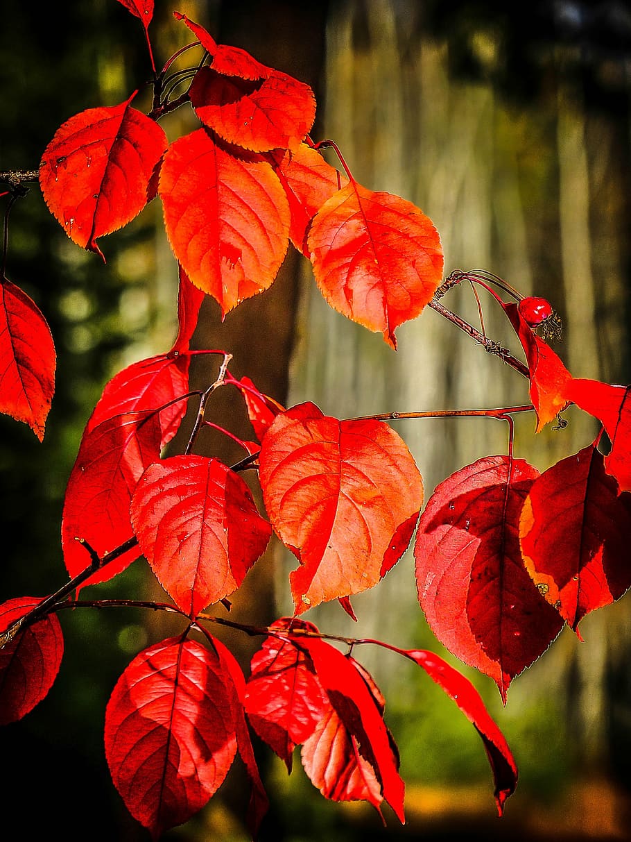 autumn, fall, red, leaves, tree, forest, foliage, nature, season HD wallpaper