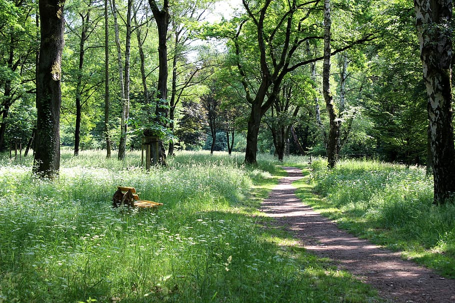 forest path, bank, idyll, spring, meadow, tree, plant, land HD wallpaper
