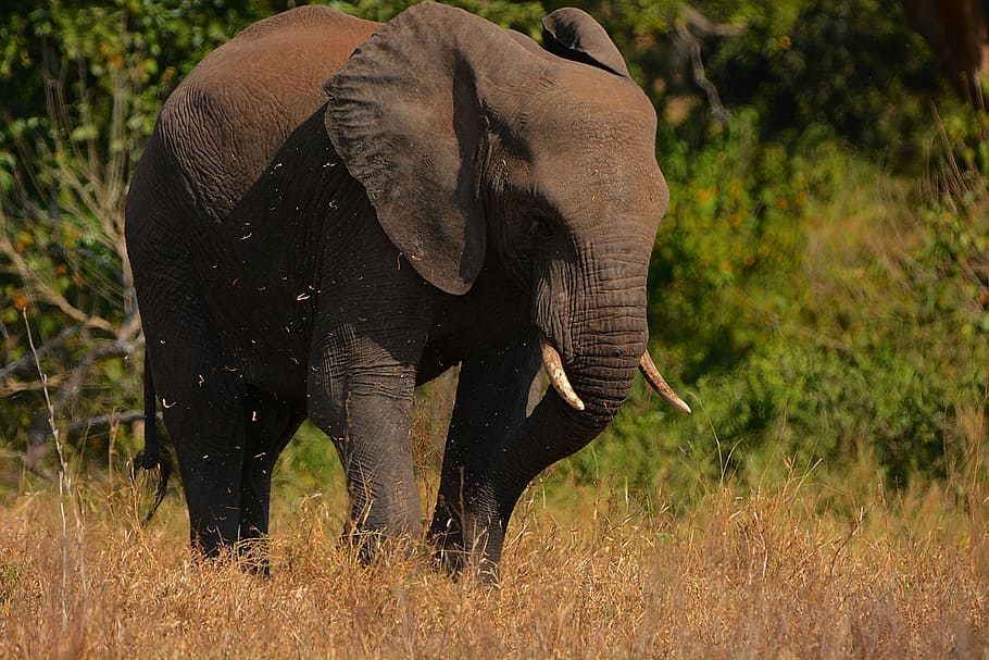 Elephant, elephant walking on ground, animal, wild, big 5, tusks, HD wallpaper