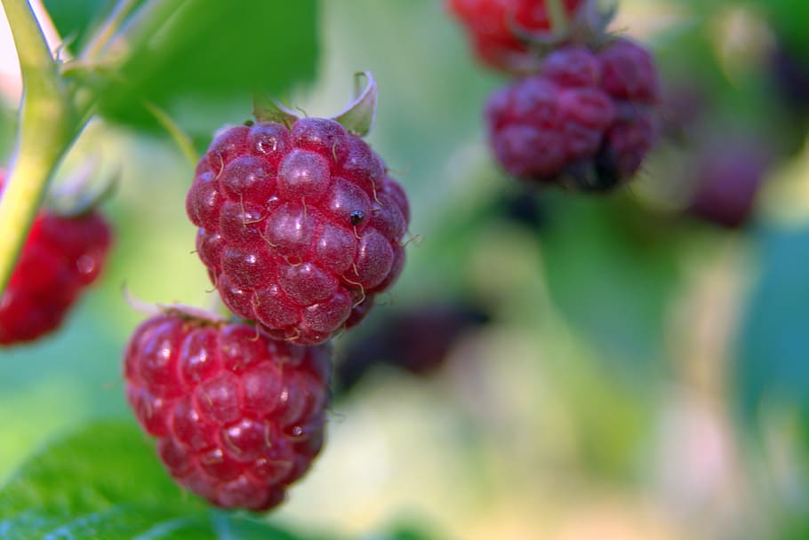 raspberries, red, fruit, sweet, garden, forest, ripe raspberries HD wallpaper
