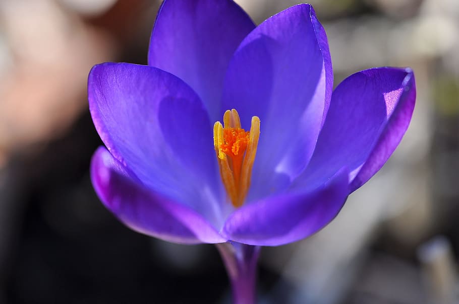 crocus, flower, blossom, bloom, plant, spring flower, purple HD wallpaper