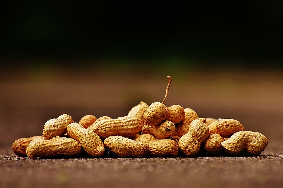 shallow focus photography of brown peanuts, shell, food, delicious HD wallpaper