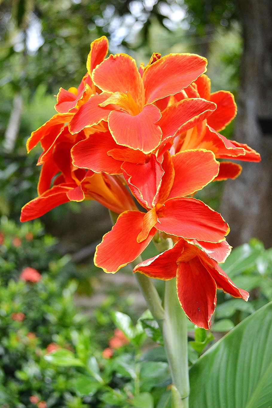 Canna, Flower, red flowers, blossoms, garden, butterfly, nature
