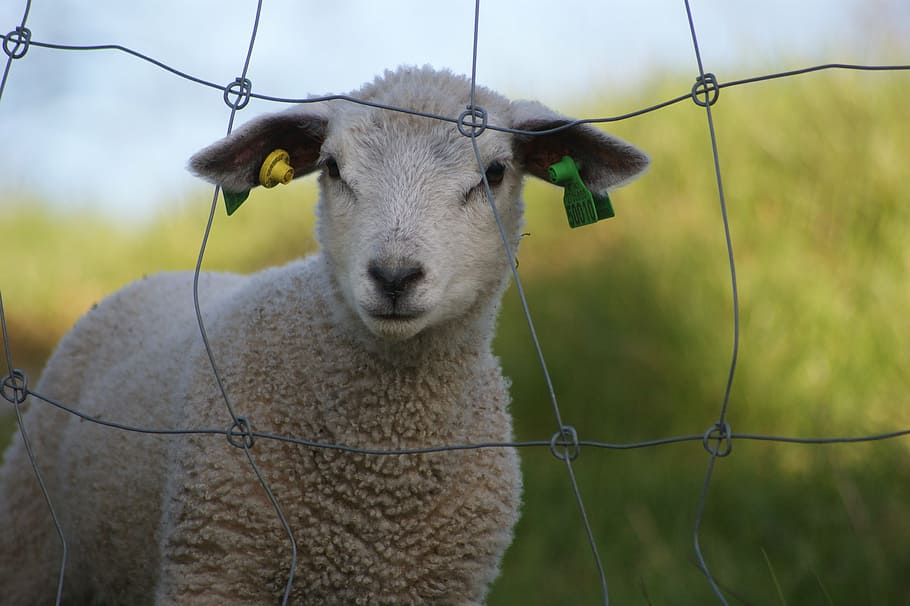 lamb, sheep, lemming, livestock, animal themes, mammal, domestic animals HD wallpaper