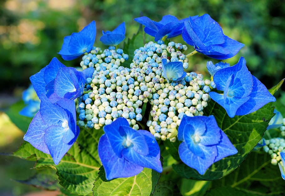 selective focus photography of blue petaled flowers, hydrangeas HD wallpaper
