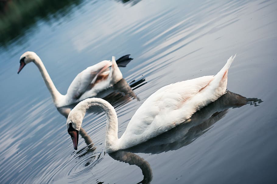 Swans on the Lake, animals, nature, water, bird, wildlife, white, HD wallpaper