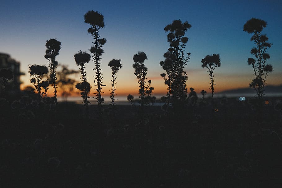 Sunset in the Brush, trees under sky, night, dark, plant, grass HD wallpaper