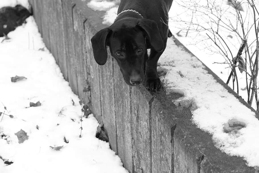Black, Dog, Winter, snow, cold temperature, outdoors, one person HD wallpaper