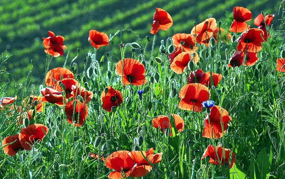 orange flowers in shallow photography, Poppies, red, the beasts of the field, HD wallpaper