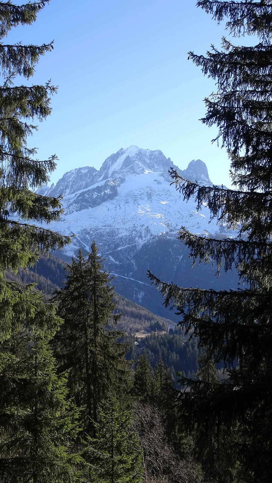 View, Forest, Panorama, Alps, mountain, pine tree, mountain range HD wallpaper