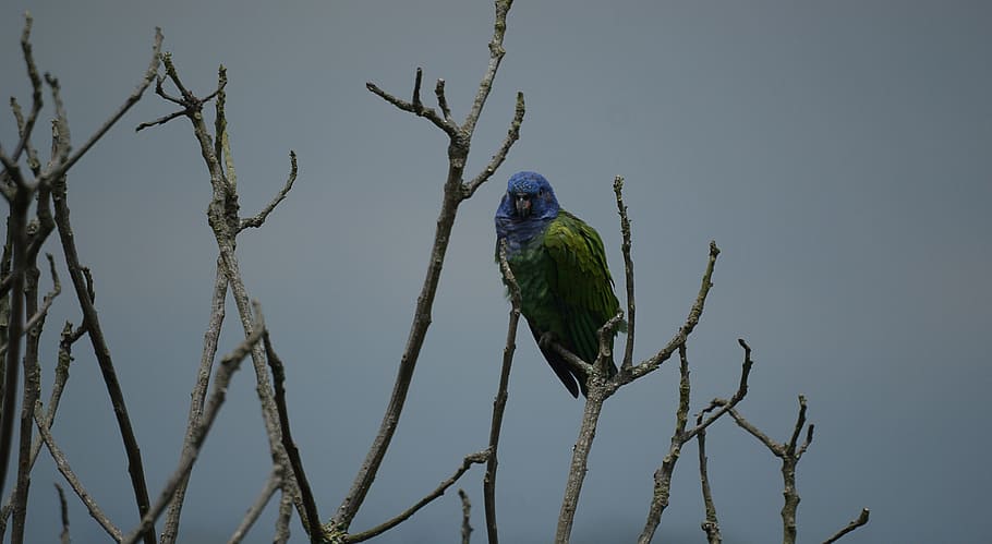 fauna, ave, parrot, tree, armenia, bird, vertebrate, animal themes HD wallpaper