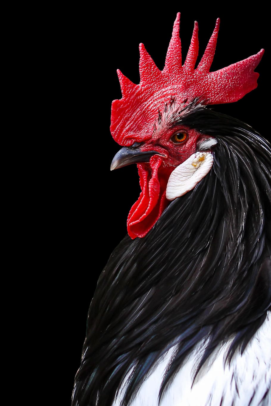 painting of black and white rooster, cockerel, chicken, bird