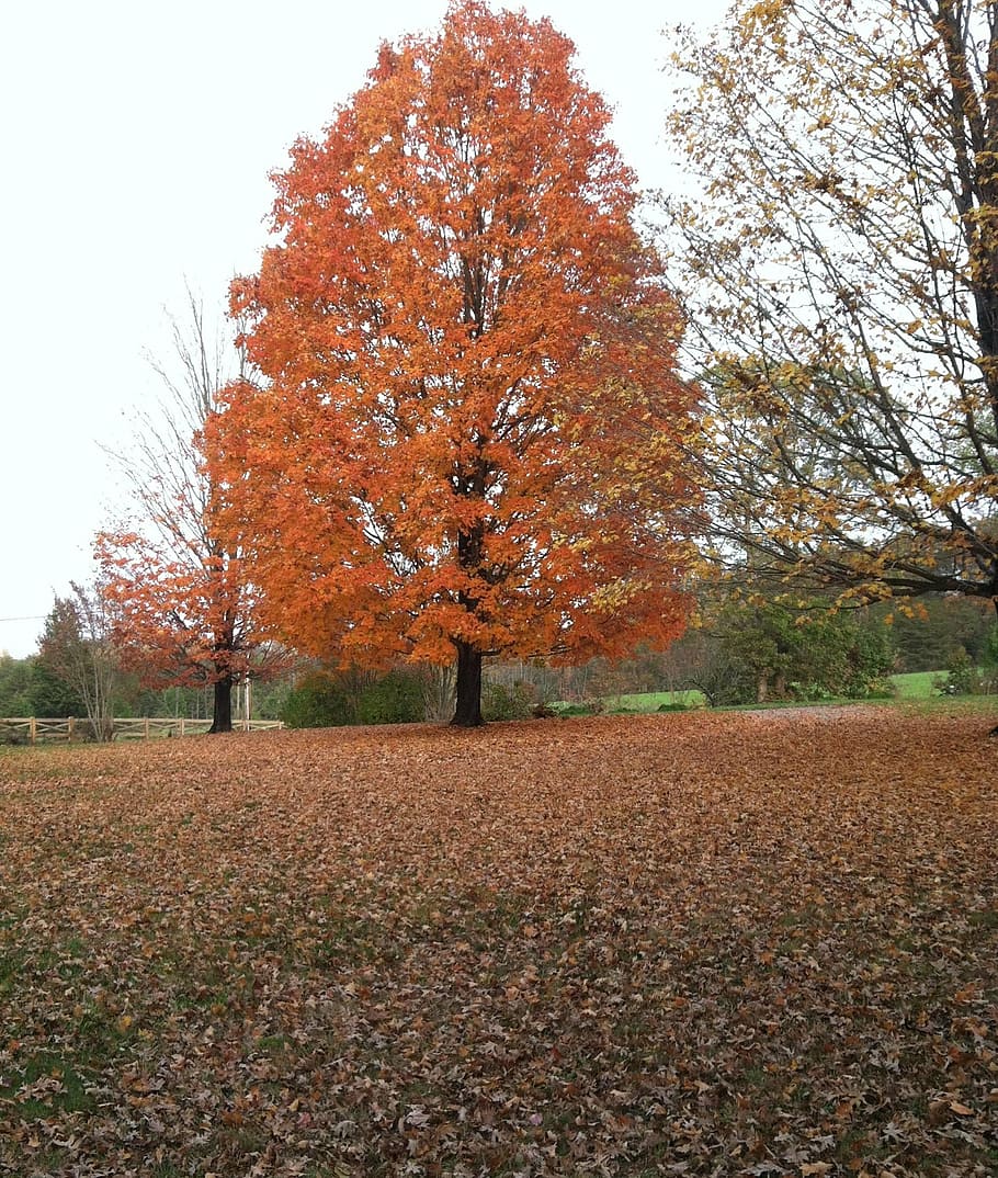 maple tree, fall, fall foliage, orange maple tree, leaves, autumn HD wallpaper