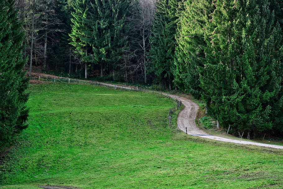 forest path, away, nature, trees, lane, green, mood, hike, trail HD wallpaper