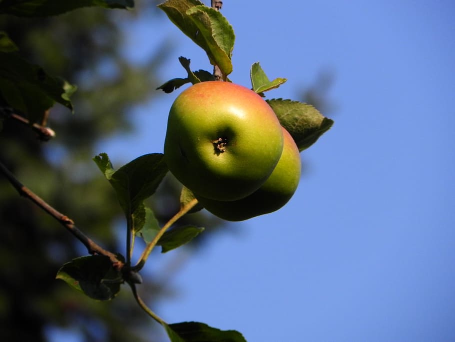 apple, fruit, apple tree, vitamins, frisch, food, eat, harvest HD wallpaper