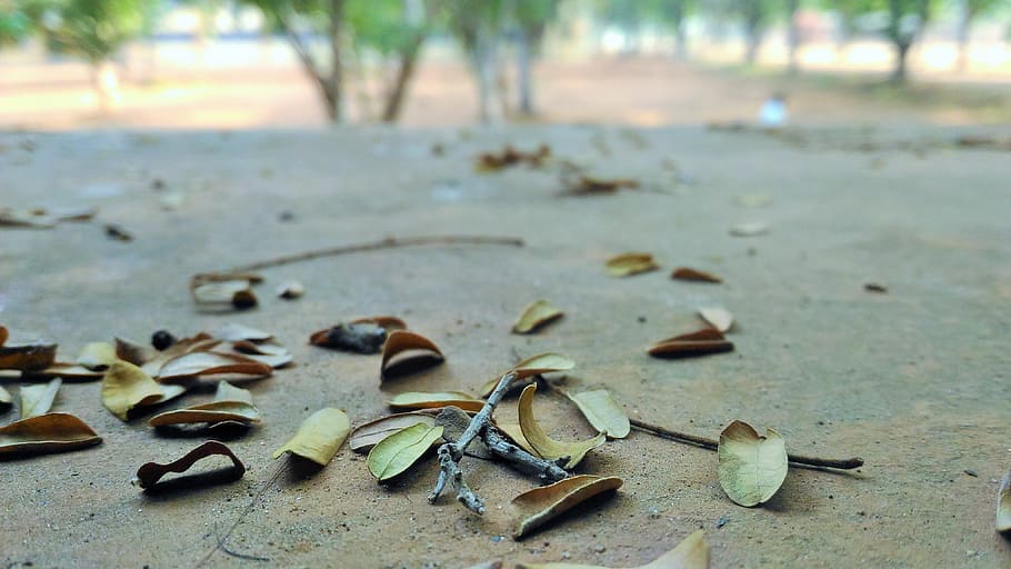 environment, abyss, leaves, nature, leaf, plant part, dry, no people HD wallpaper