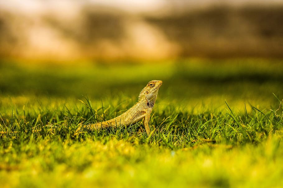 lizard, grass, nature, reptile, wildlife, animal, green, tail HD wallpaper