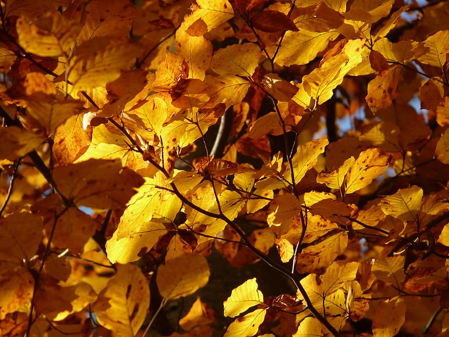 brown tree leaves, beech, fagus sylvatica, deciduous tree, golden autumn, HD wallpaper