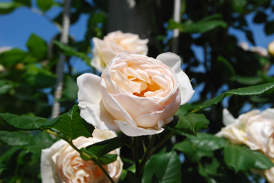 white rose, blossom, bloom, flower, rose bloom, flora, close, HD wallpaper