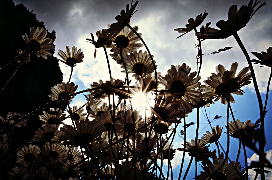 nature, backlight, flowers, plant, low angle view, growth, flowering plant HD wallpaper