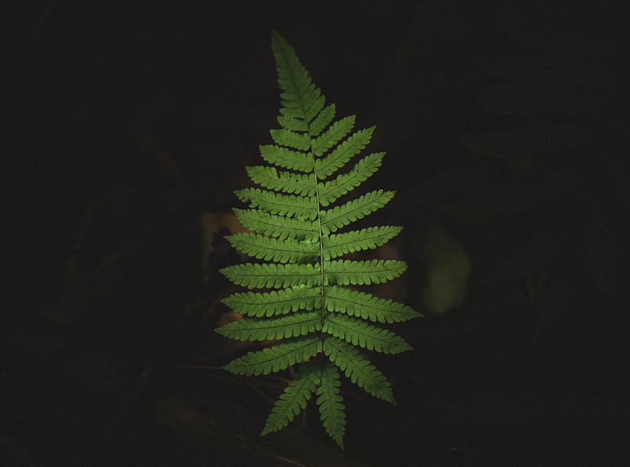 green Boston fern, shallow focus photography of fern leaf, leaves, HD wallpaper