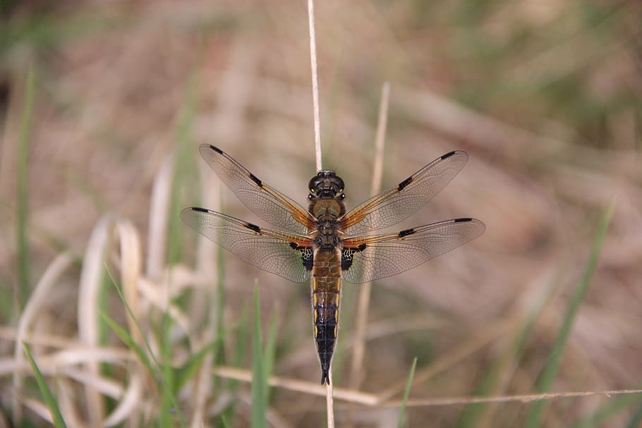 dragonfly, wing, nature, insect, close, animal, flight insect HD wallpaper