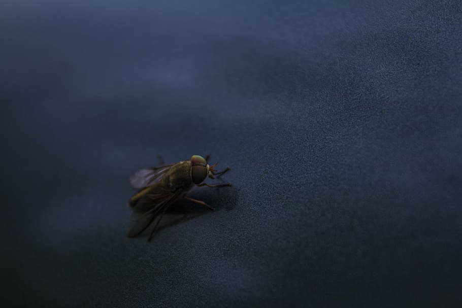 fly, macro, insect, nature, bug, outdoor, close, small, color HD wallpaper