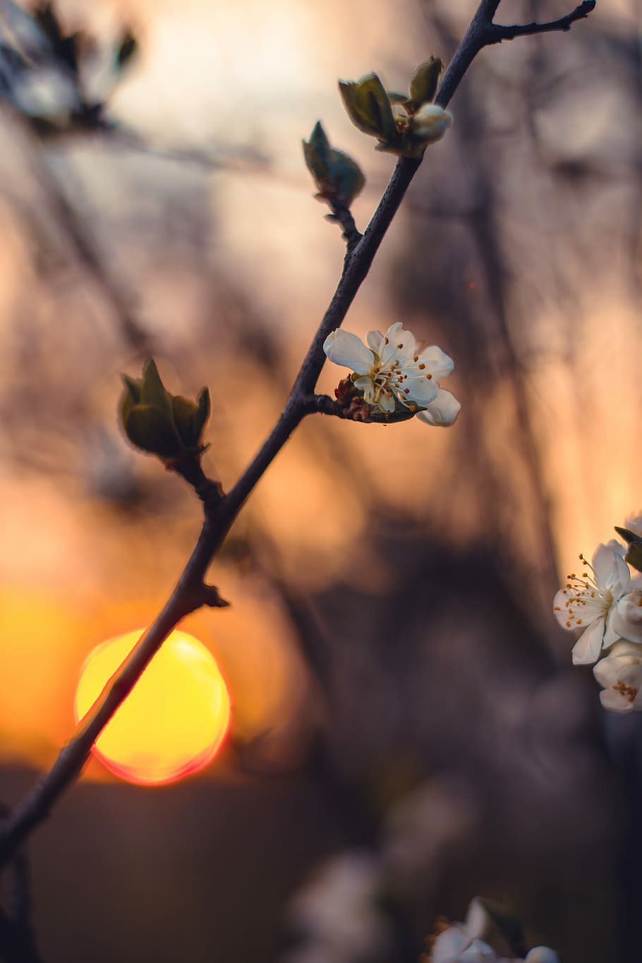 white petaled flowers, shallow focus of white flower, tree, cherry tree HD wallpaper