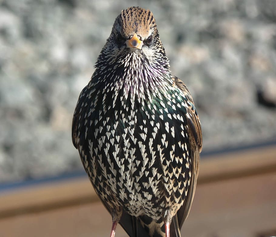 beauty at Amsterdam central station, black and white bird, starling HD wallpaper