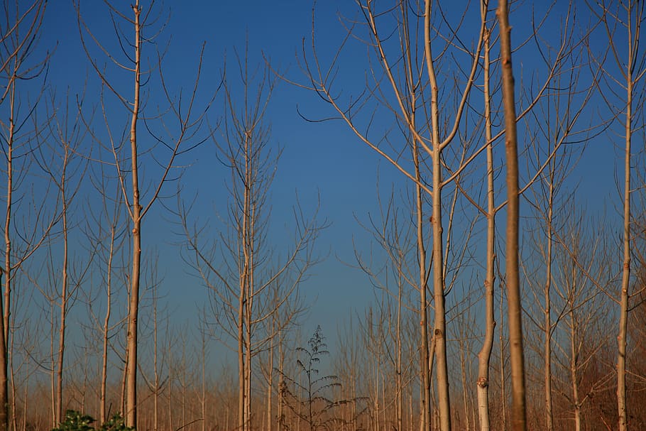 poplars, winter, landscape, sky, plant, tree, no people, tranquility HD wallpaper
