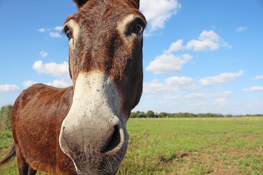 brown donkey standing, horse, animal, nature, farm, pasture, rural Scene HD wallpaper