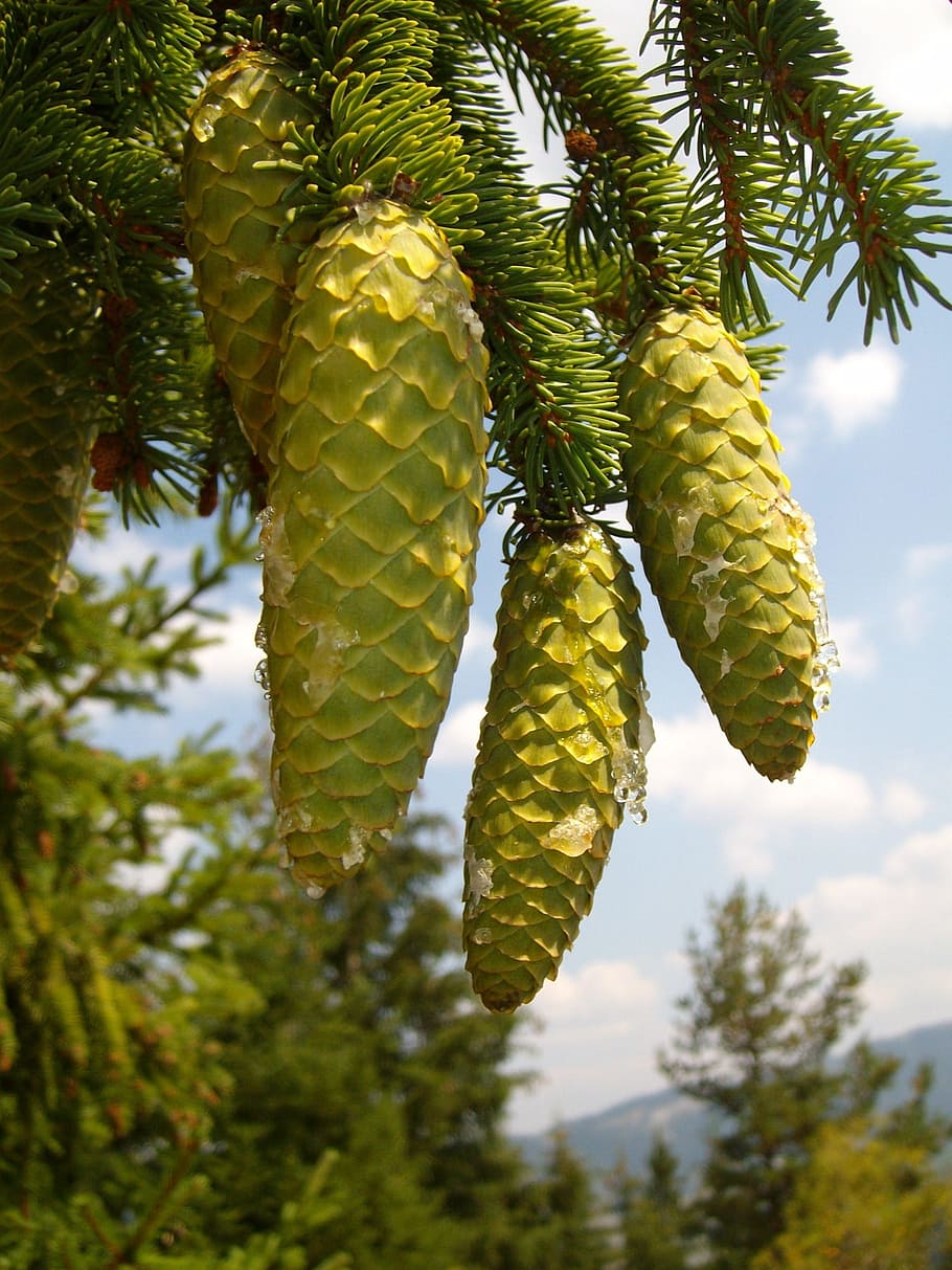Pine Cones, Mountain, Tree, Organic, agriculture, outdoors HD wallpaper