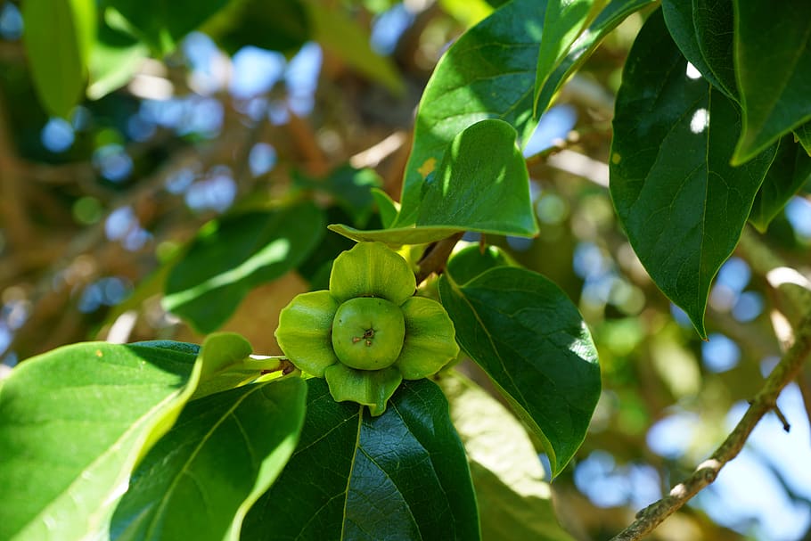 apple, tree, green, fruit, garden, leaf, plant part, growth HD wallpaper