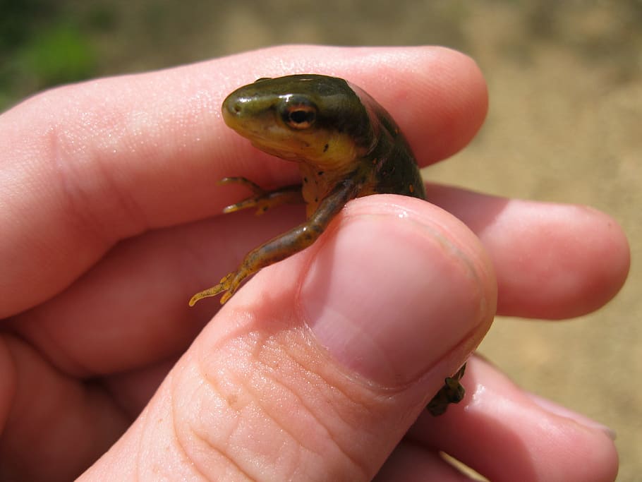 salamander, amphibians, animal, nature, water creatures, outdoors
