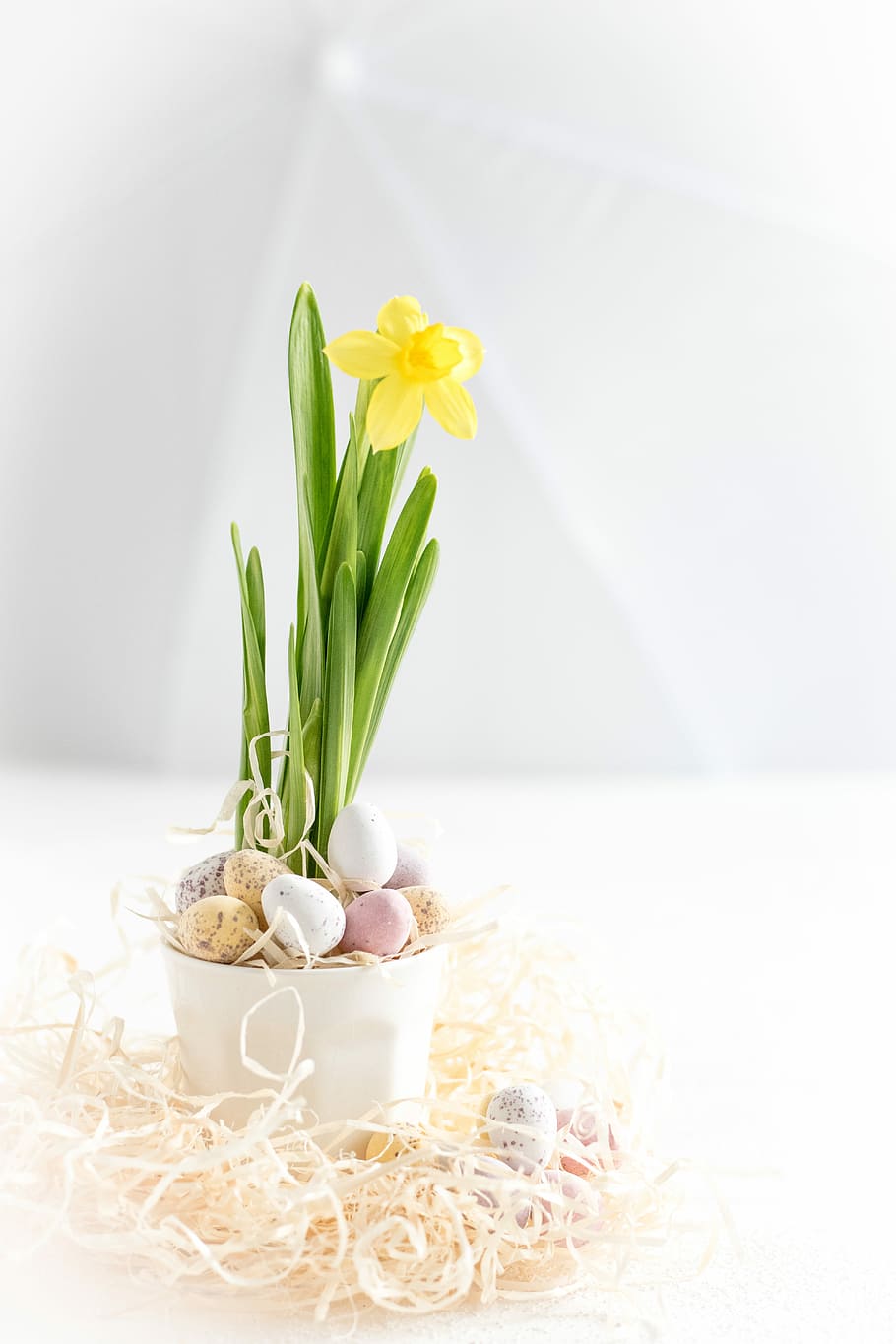 yellow flower, yellwo daffodil in white vase with Easter eggs closeup photography