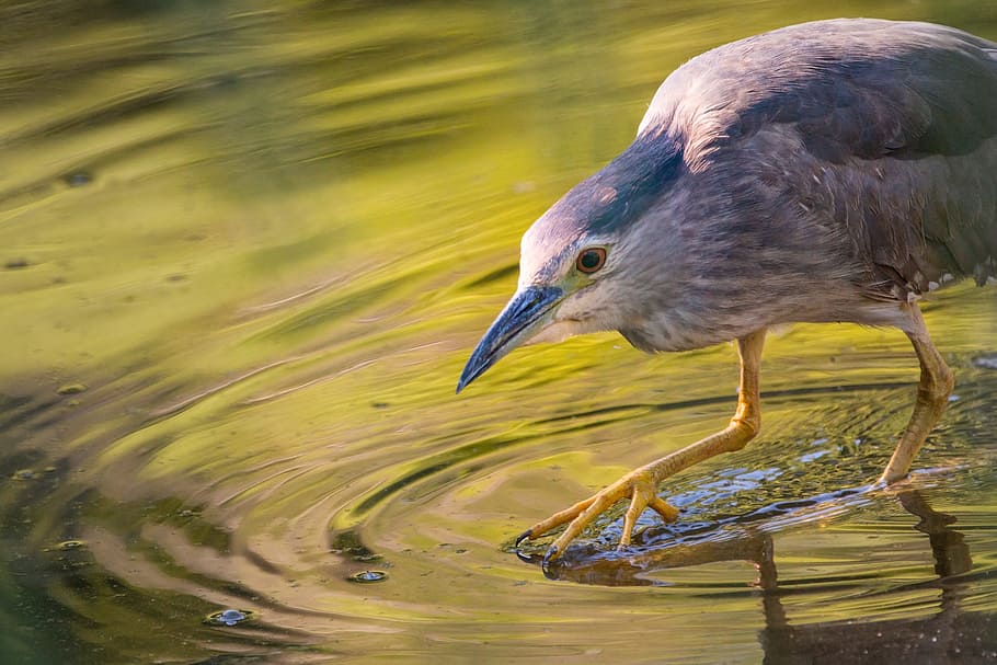 gray fowl on body of water, Night Heron, Pond, Lake, Waters, talon, HD wallpaper