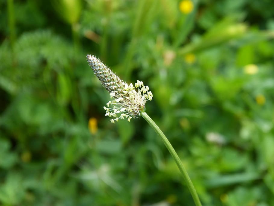 flower, spring, conical, beauty, plant, beauty in nature, growth HD wallpaper