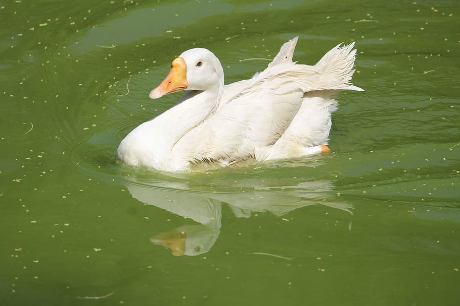 pool, water, bird, nature, lake, wildlife, duck, outdoors, waterfowl HD wallpaper