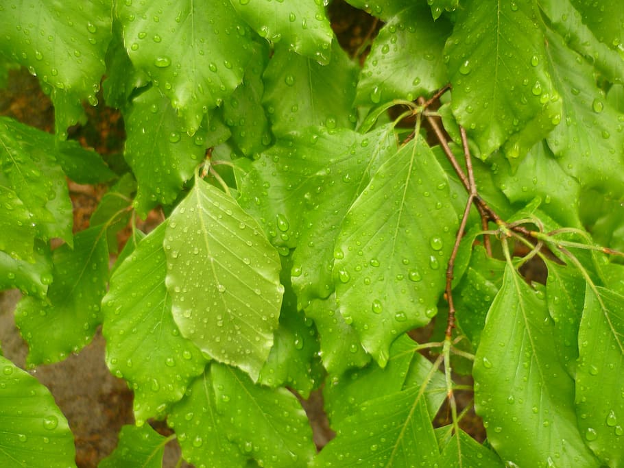 leaves, drops, nature, raindrops, green color, leaf, plant part HD wallpaper