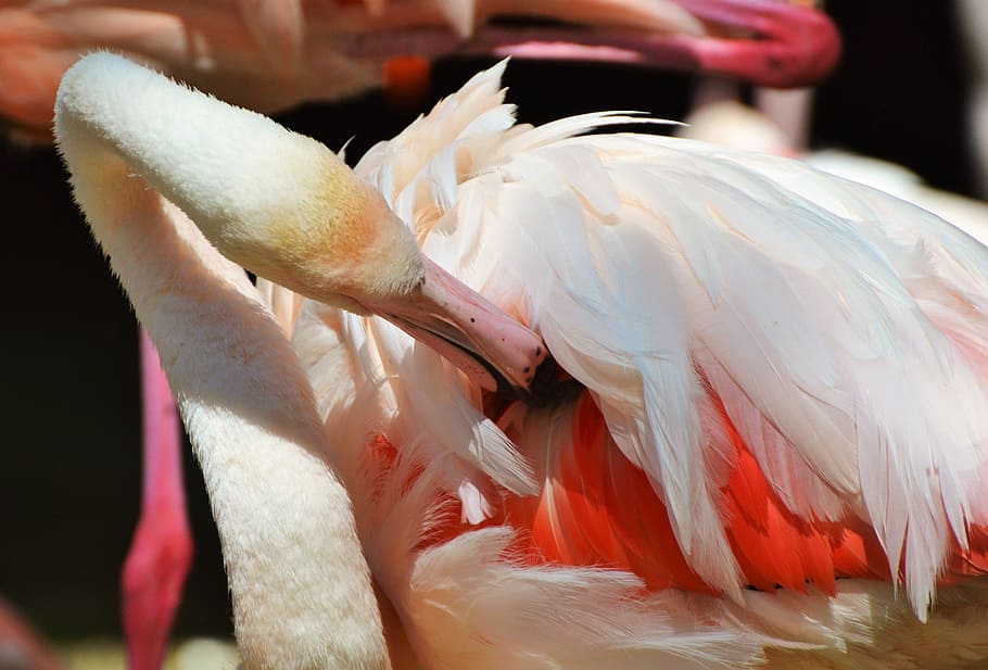 flamingo, bird, pink, bill, plumage, feather, birds, animal HD wallpaper