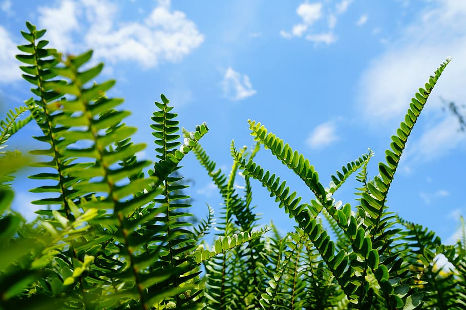 nature, plant, leaf, summer, growth, green color, plant part HD wallpaper