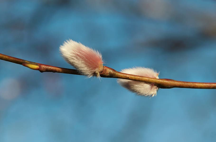 osier, spring, bush, plant, vide kitty, sweden, soft, our characters HD wallpaper