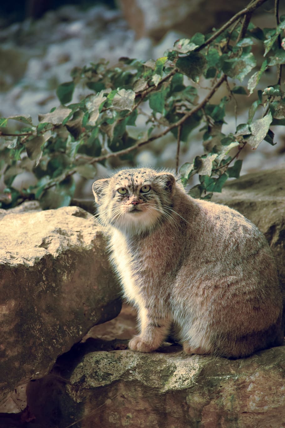 brown animal on gray stone beside tree, cat, lynx, sitting HD wallpaper