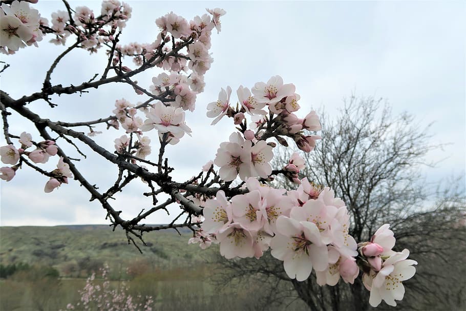 almond tree, branch, flower, current season, nature, flowering plant, HD wallpaper