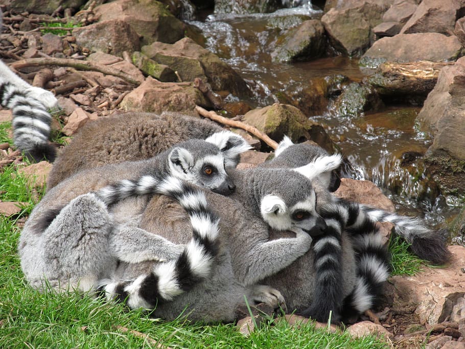 group of lemurs, cuddle, cute, cuddly, zoo, ring-tailed, lemuriformes HD wallpaper